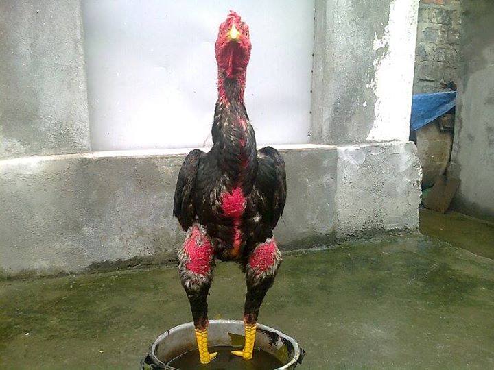 Cách chọn gà để đi thi đấu tại Thái Lan 
